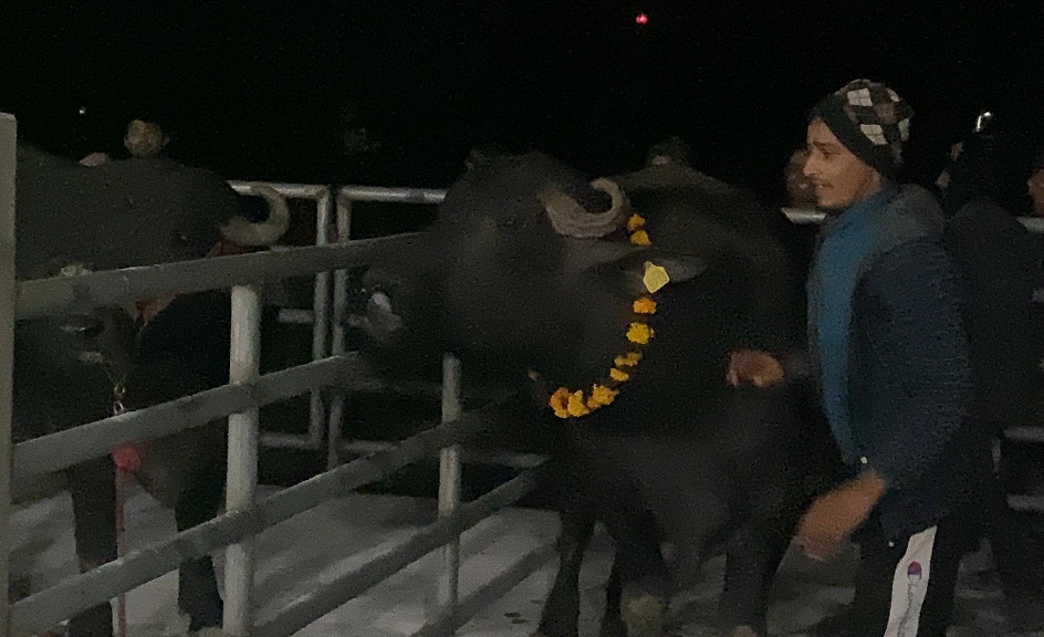 पोखरामा आइपुगे मुर्रा राँगा, फूलमालाले स्वागत