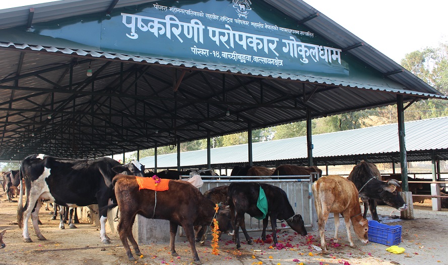 पोखरामा गौशालाको सञ्चालनमा, दिगो व्यवस्थापनका लागि महायज्ञ सुरु