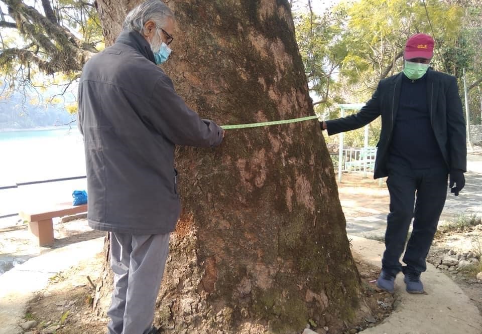 पोखरा गौरीघाटको १७० बर्ष पुरानो रुख ढल्यो