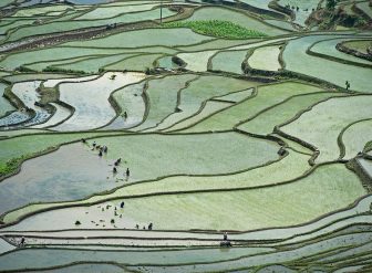 स्याङ्जामा ८५ प्रतिशत धान रोपाइँ