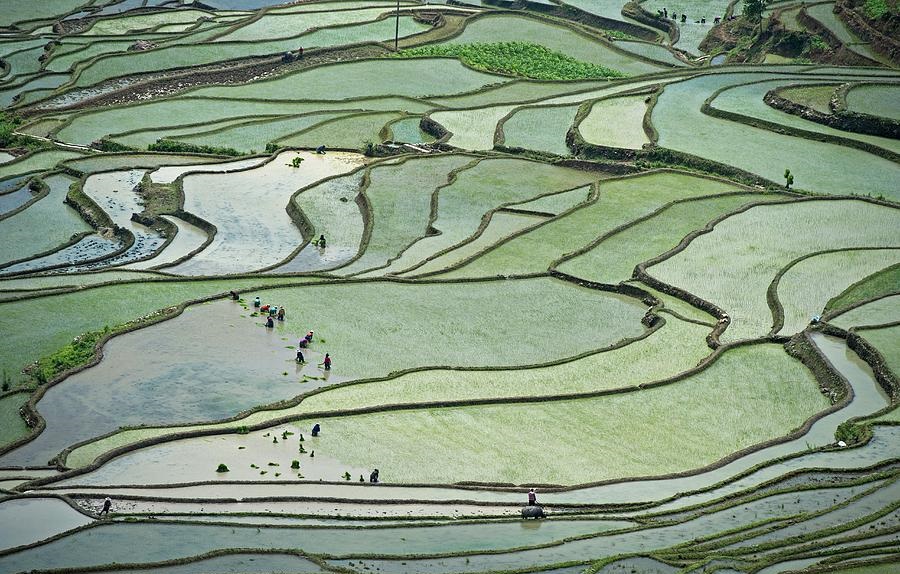 स्याङ्जामा ८५ प्रतिशत धान रोपाइँ