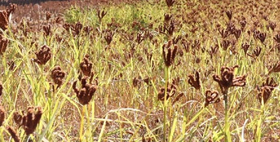 आज कोदो दिवसः लाहाचोकमा कोदो रोपाई महोत्सव हुने