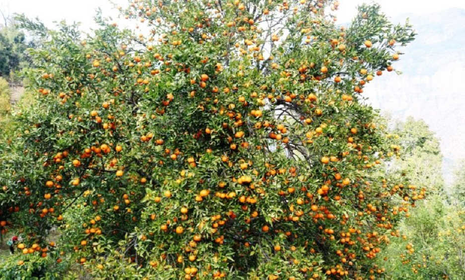स्याङ्जामा एक अर्ब ३० करोडको सुन्तला उत्पादन