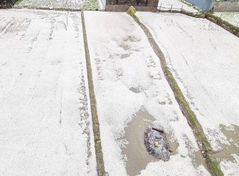 पोखरामा असिना पानी, किसान मर्कामा