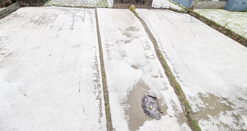 पोखरामा असिना पानी, किसान मर्कामा