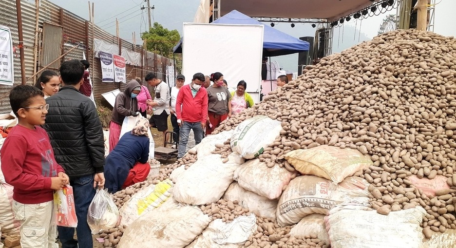 पोखराको हेम्जामा आलु महोत्सवको तयारी अन्तिम चरणमा